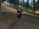 Deer Hunter 2004