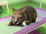 Pet Vet 3D: Animal Hospital Down Under